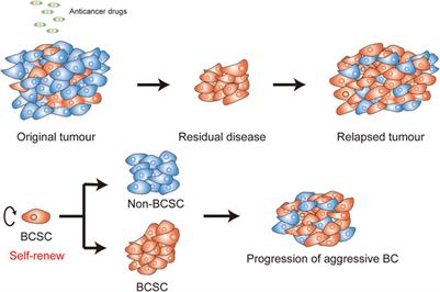 The Breast Cancer Stem Cells Traits and Drug Resistance